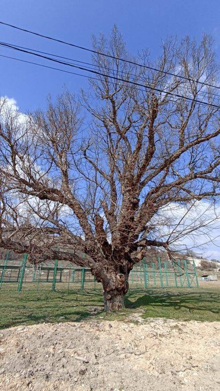 «Суворовский дуб» и «Хмельницкий вяз» в Крыму могут стать главными деревьями страны