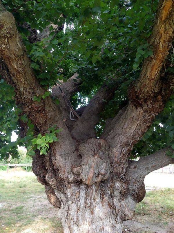 «Суворовский дуб» и «Хмельницкий вяз» в Крыму могут стать главными деревьями страны