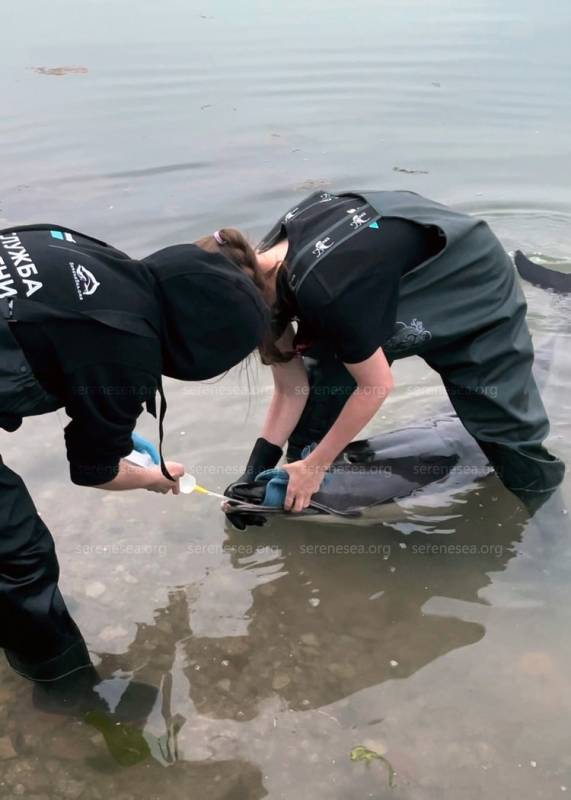 Второй раз вытащили с того света: больного дельфина Бублика в Севастополе пришлось реанимировать из-за канализации