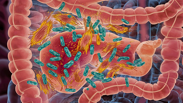 Пересадка кала помогла в борьбе с алкогольной зависимостью