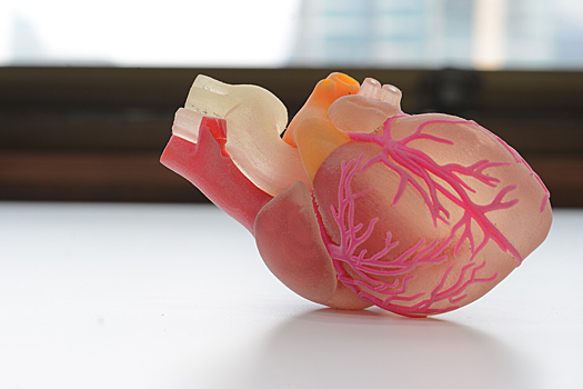 Исследователи нашли способ определить «истинный возраст» сердца