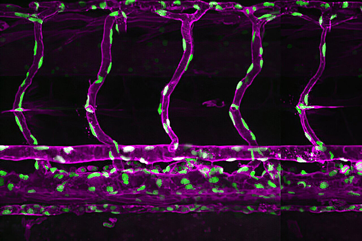 В России научились предсказывать поведение клеток при ранах и раке