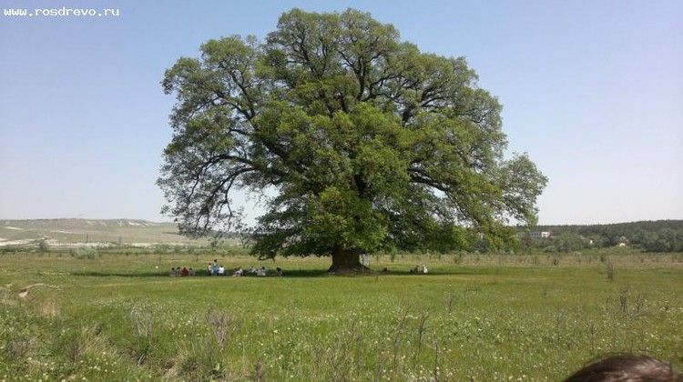 «Суворовский дуб» и «Хмельницкий вяз» в Крыму могут стать главными деревьями страны