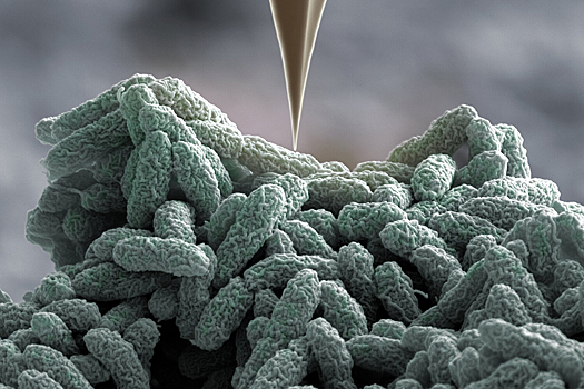 Ученые создали виртуальный кишечник, чтобы раскрыть секреты микробов