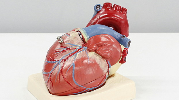 Новая генная терапия может стать революцией в лечении «сердечников»