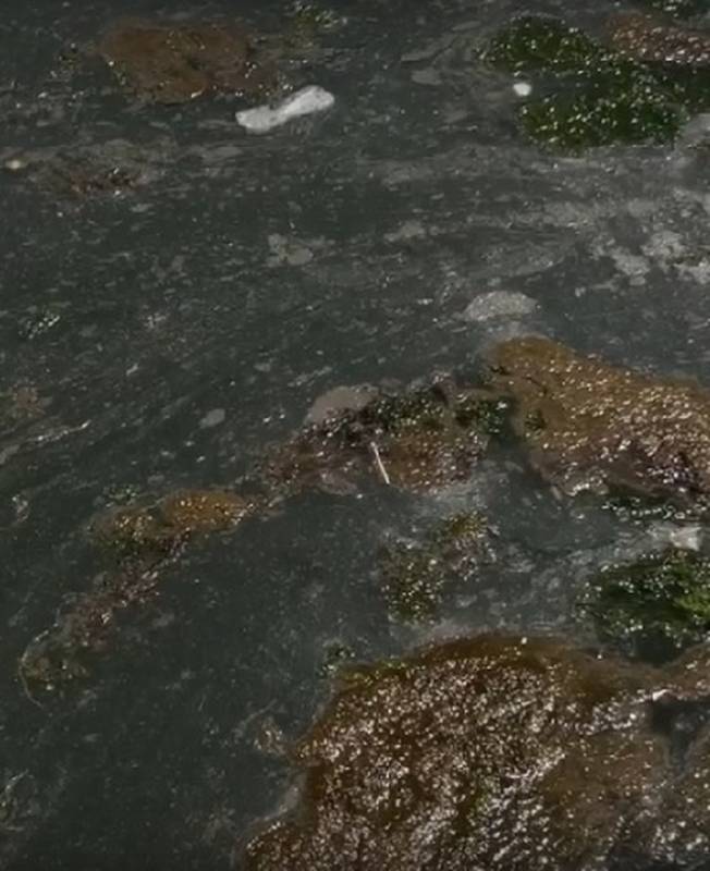 Второй раз вытащили с того света: больного дельфина Бублика в Севастополе пришлось реанимировать из-за канализации