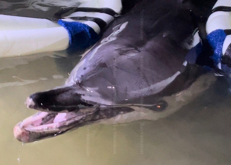 Второй раз вытащили с того света: больного дельфина Бублика в Севастополе пришлось реанимировать из-за канализации