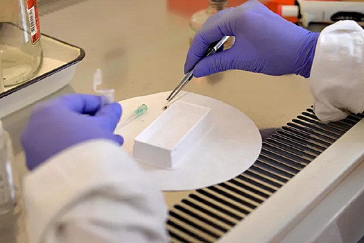 Обнаружен новый генотип возбудителя клещевого энцефалита