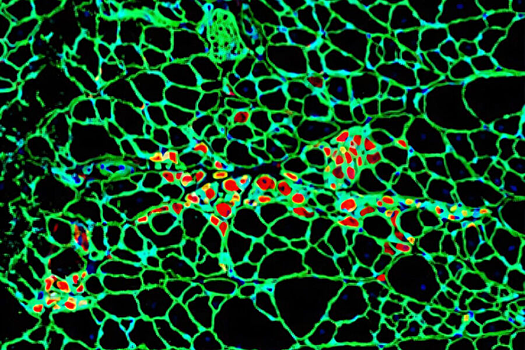 У клеток обнаружили память