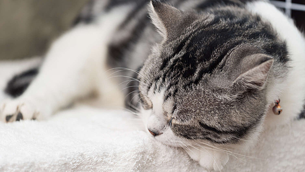 Ученые предупредили об эволюции птичьего гриппа