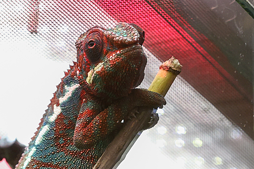 Почему людей с четвертой группой крови называют «хамелеонами»