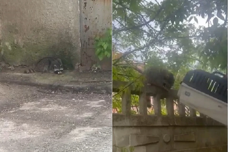 Керчанка попала в больницу после нападения одичавшего енота Керчанка попала в больницу после нападения одичавшего енота