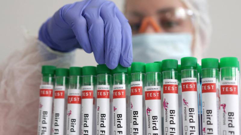 Бразилия выявила птичий грипп у диких видов и расследует возможную вспышку на ферме