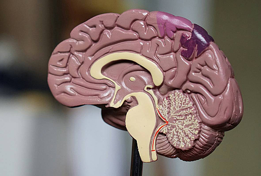 Исследователи узнали, как гормональные циклы влияют на память