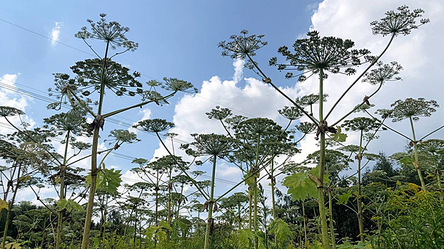 Ученые нашли способы применения борщевика в фармакологии