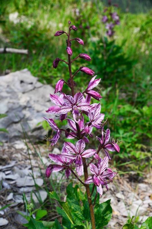 Севастопольцев предупредили об опасном растении на экологическом маршруте в Ялтинском заповеднике