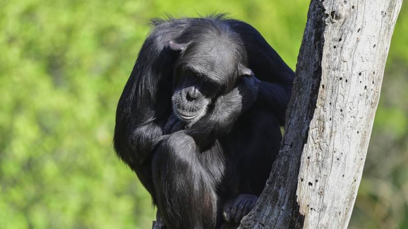 Почему шимпанзе барабанят по деревьям в уникальном стиле