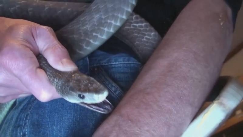 Зачем американец позволяет змеям себя кусать