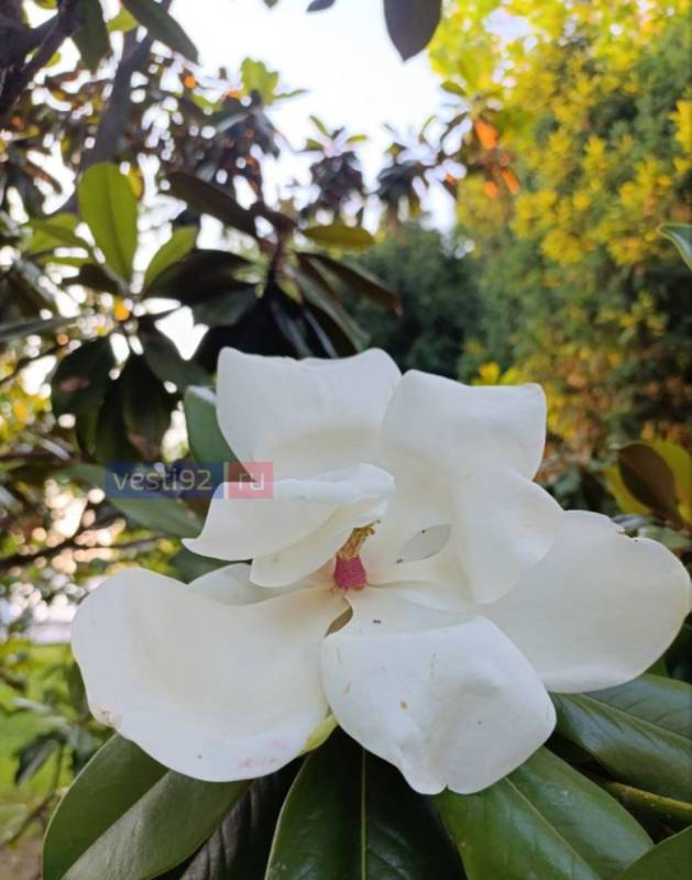 В центре Севастополя, на Приморском бульваре, распустились цветы магнолии В центре Севастополя, на Приморском бульваре, распустились цветы магнолии