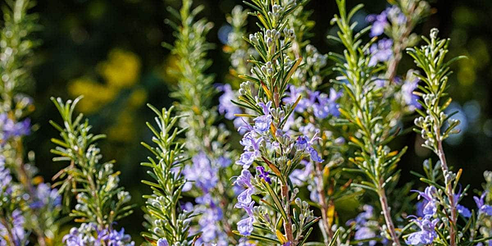 Перечислены полезные свойства розмарина