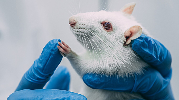 Слепые мыши смогли прозреть с помощью протезов