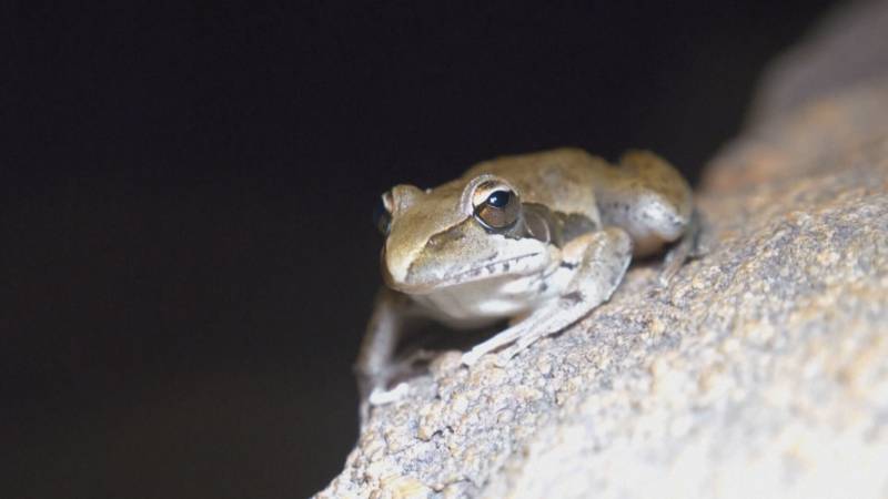 Австралийские учёные ищут новые виды насекомых, чтобы лучше понимать природу
