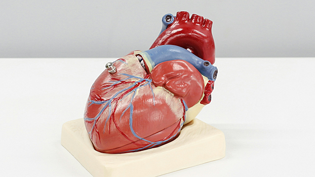 Ученые выяснили, что снижает риск развития болезни Альцгеймера