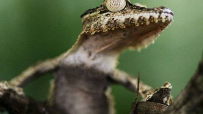 В Крыму обнаружили редкий вид геккона В Крыму обнаружили редкий вид геккона