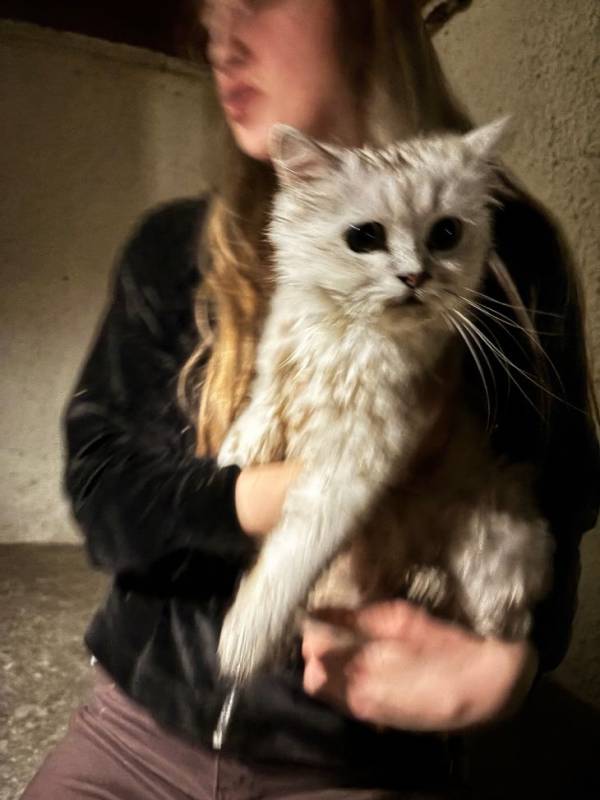 В Ялте спасли кошку, провалившуюся в колодец