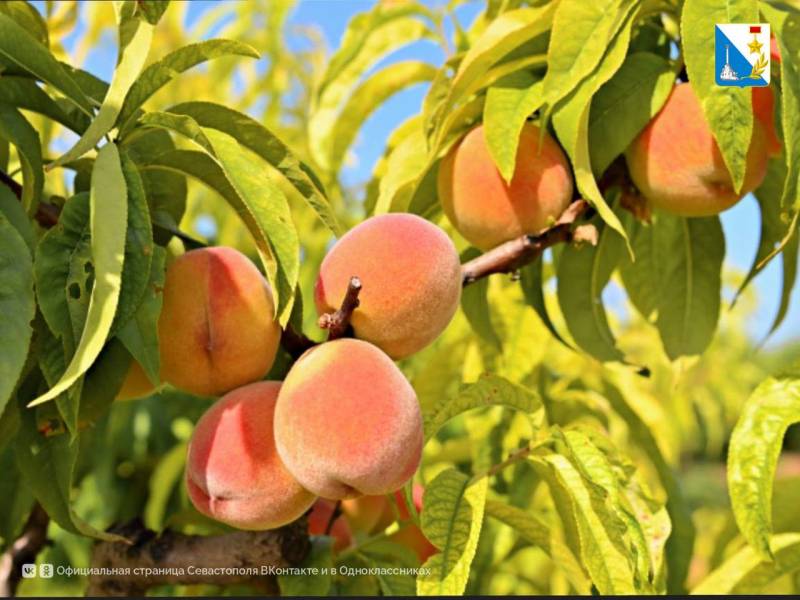 Поддерживаем фермеров. С 23 июня сельхозпредприятия могут подать документы на субсидию для закладки садов — яблонь, черешни, персиков, фундука и миндаля Поддерживаем фермеров. С 23 июня сельхозпредприятия могут подать документы на субсидию для закладки садов — яблонь, черешни, персиков, фундука и миндаля