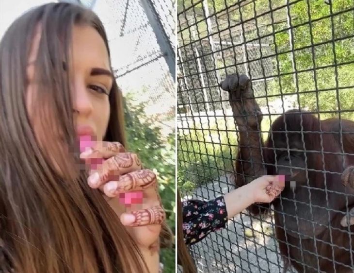 Орангутангу из «Тайгана» после курения вейпа стало плохо