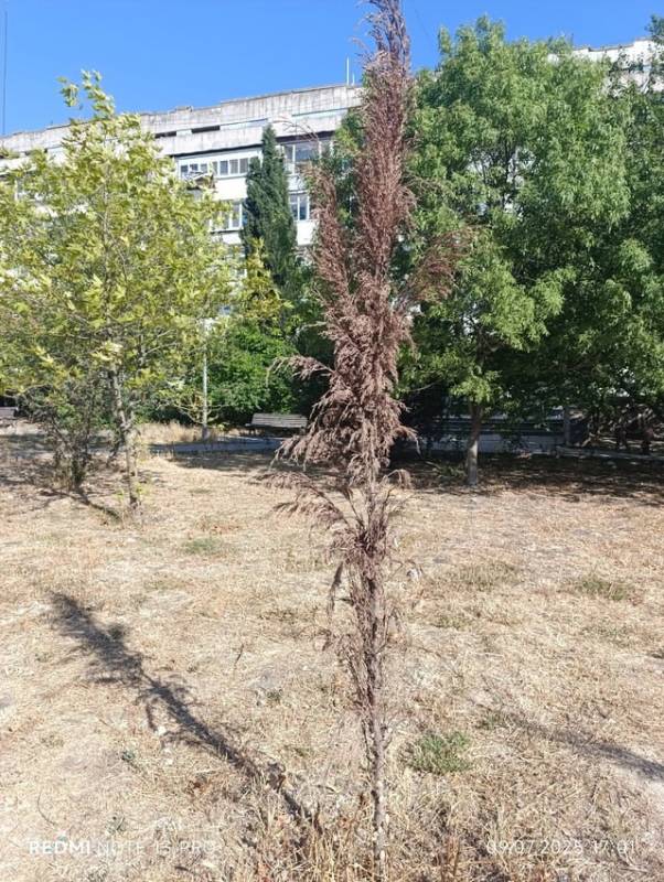Севастополь засыхает? Горожане массово жалуются на отсутствие полива деревьев и кустарников