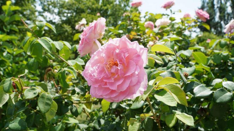 Прогноз погоды в Крыму на 10 июля