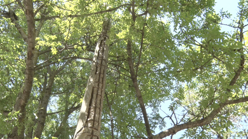 На аварийные столбы и разбитые дороги жалуются жители ул. Адмирала Макарова