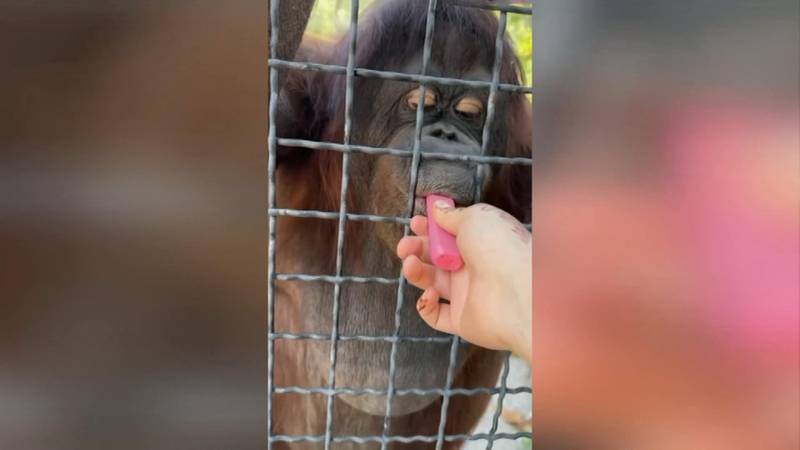 Орангутан Даночка из крымского сафари-парка под наблюдением ветеринаров после того, как проглотила фрагмент электронной сигареты