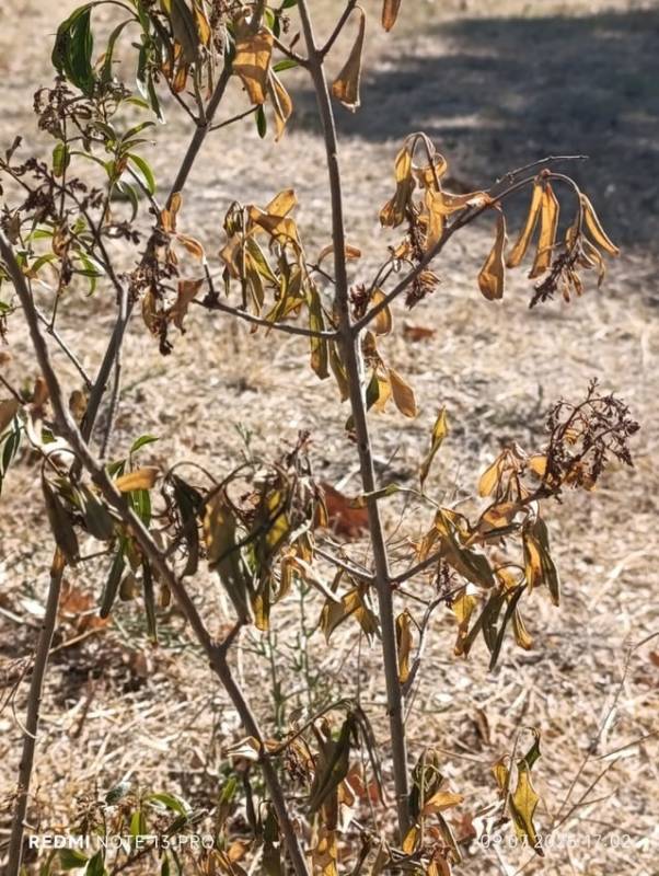 Севастополь засыхает? Горожане массово жалуются на отсутствие полива деревьев и кустарников