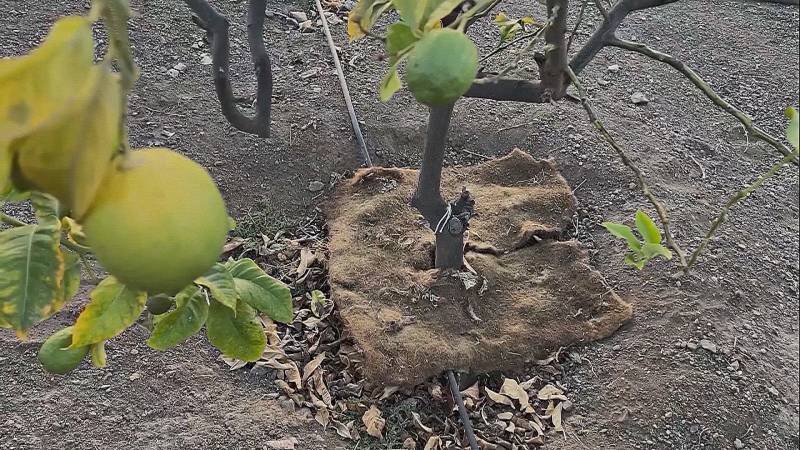 Человеческие волосы спасают сады Чили от засухи