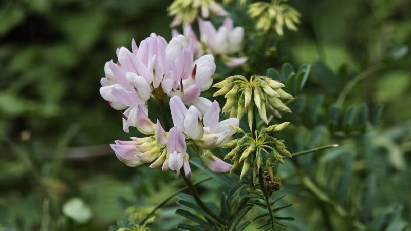 Прогноз погоды в Крыму на 7 июля