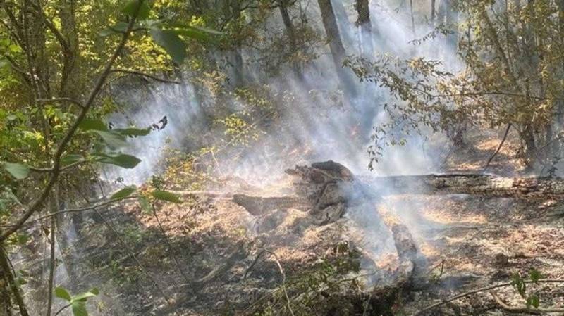 Что может спасти леса Крыма от пожаров – мнение