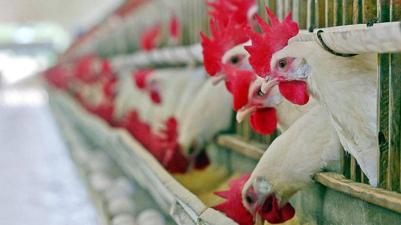 Фермеры в Бразилии надеются в ближайшее время возобновить экспорт курятины