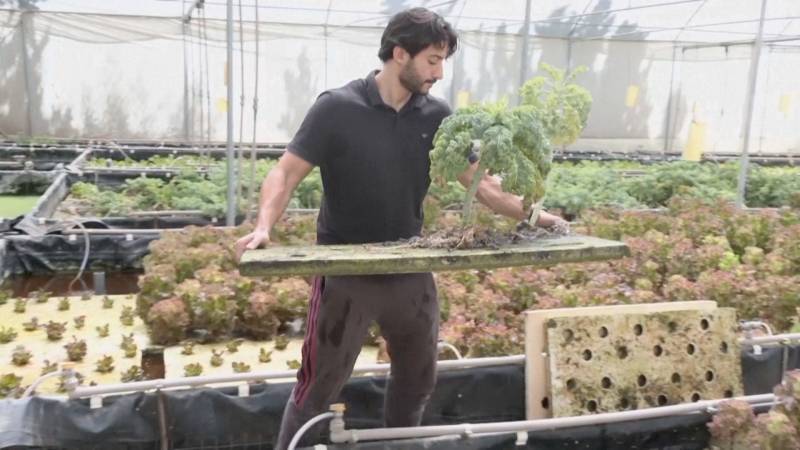 Ливийские фермеры используют аквапонику, чтобы решить проблему нехватки воды