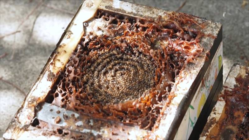 Мёд безжальных пчёл может оказаться ценным лекарством