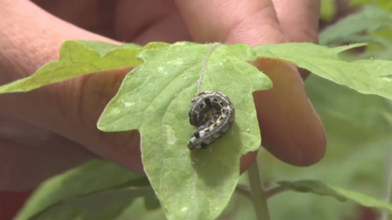 Учёные: насекомые слушают и понимают язык растений