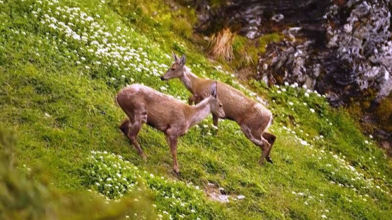 В Чили обнаружили новую популяцию редких южноандских оленей