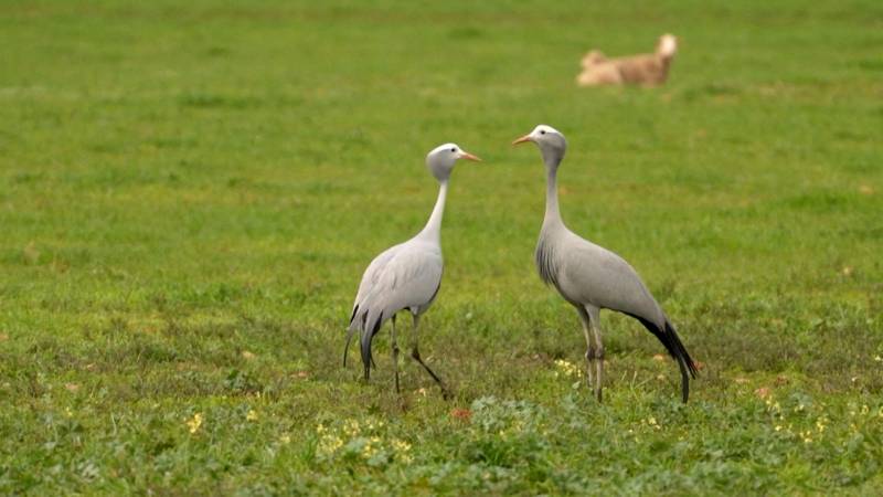 В ЮАР спасают от вымирания журавлей Стэнли