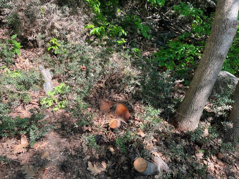 У заказника "Ласпи" в Севастополе срубили краснокнижные деревья и кустарники