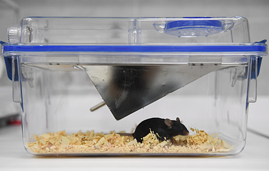 Исследователи смогли подавить развитие Альцгеймера у мышей