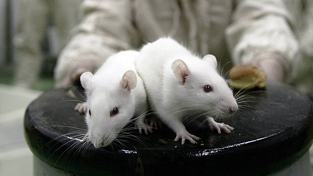 Глухим мышам вернули слух и баланс тела