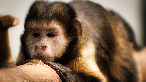 Найден способ восстанавливать сердце после инфаркта