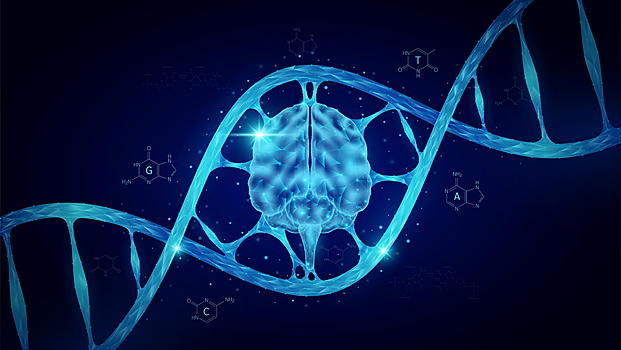 «Мусорная» ДНК оказалась важной для развития мозга